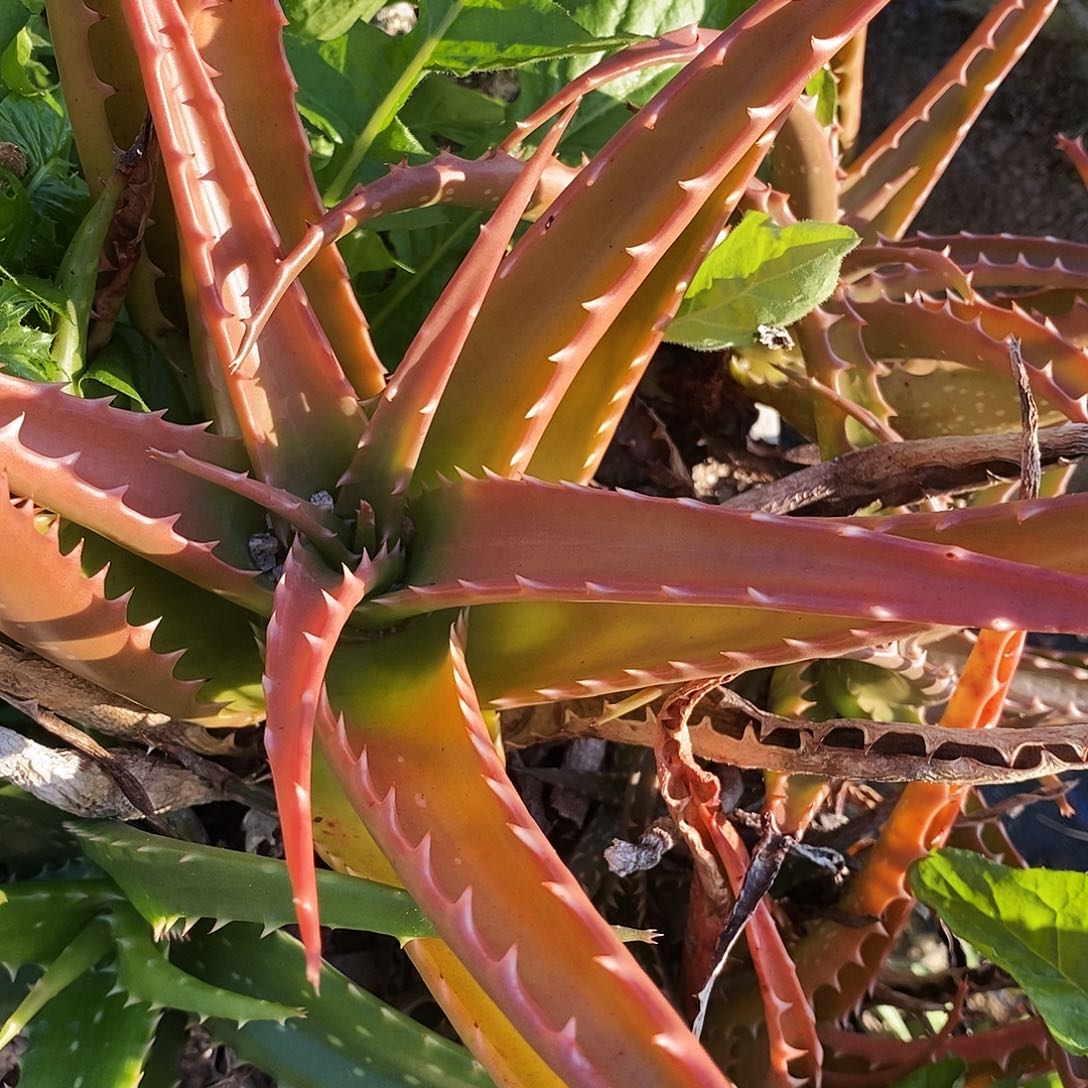 不知名芦荟3。   冠幅。20公分以上。  