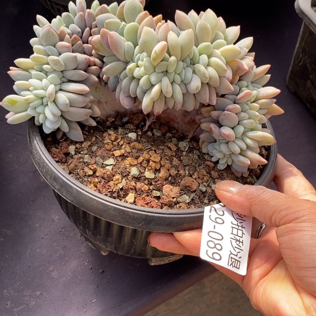 两单包邮1229-89粉兔缀