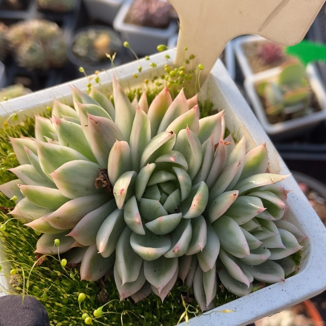 2027蝴蝶飞锦多肉植物