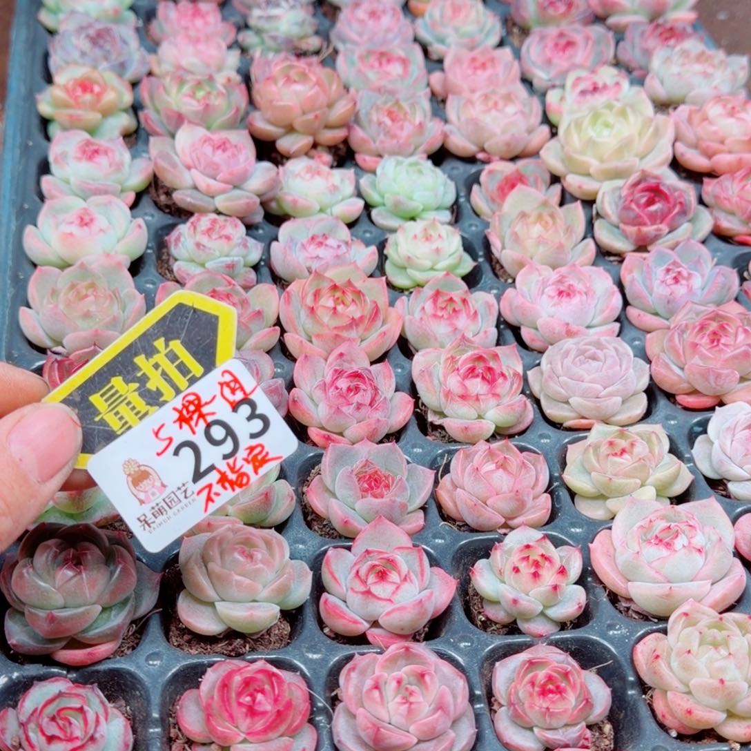 多肉植物多肉植物