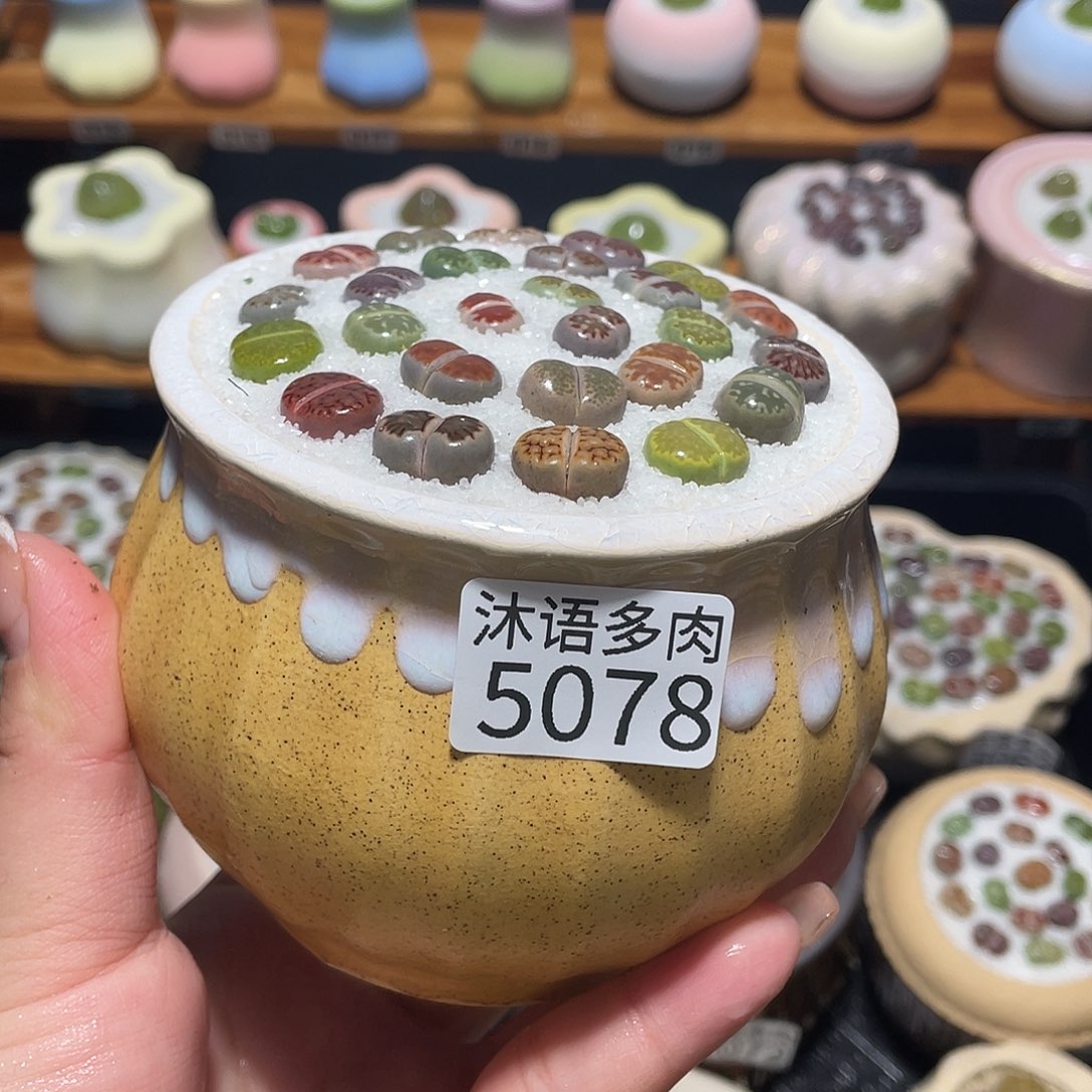 带盆土植物 一物一拍5078