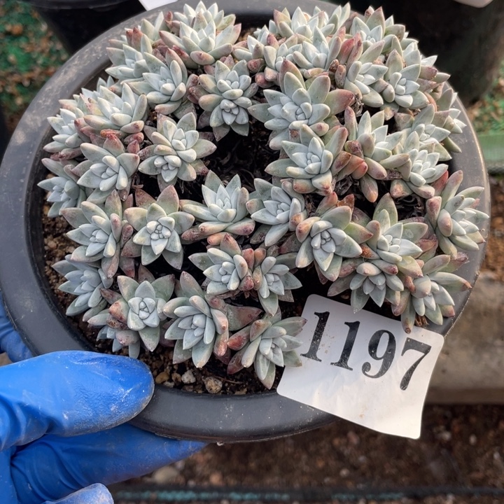 197号白菊山东多肉植物