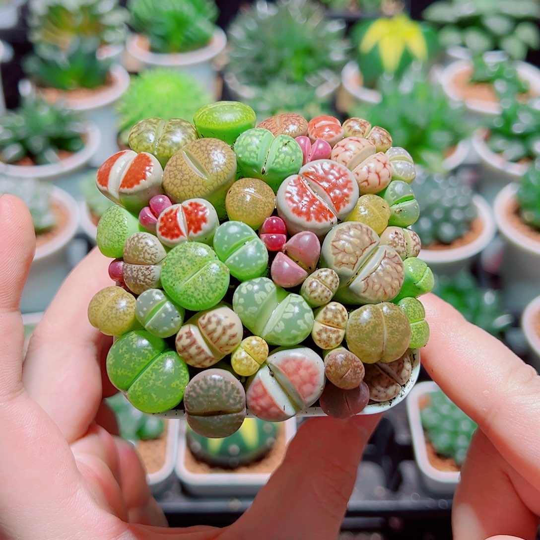 生石花带白盆种好