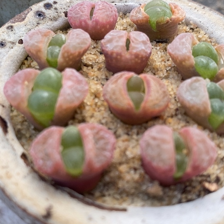 日系原株风铃一颗