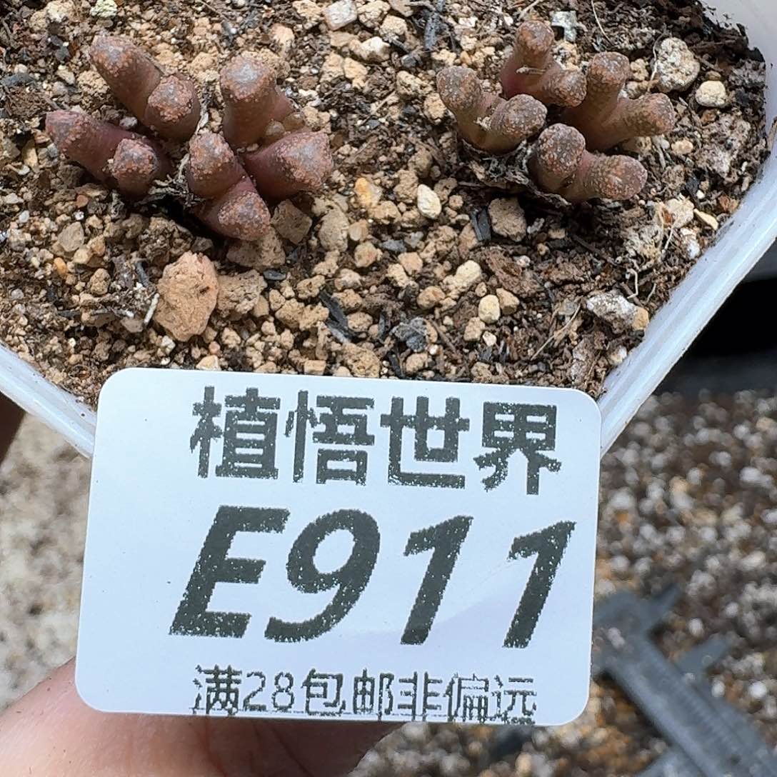 多肉植物的人啊gbh