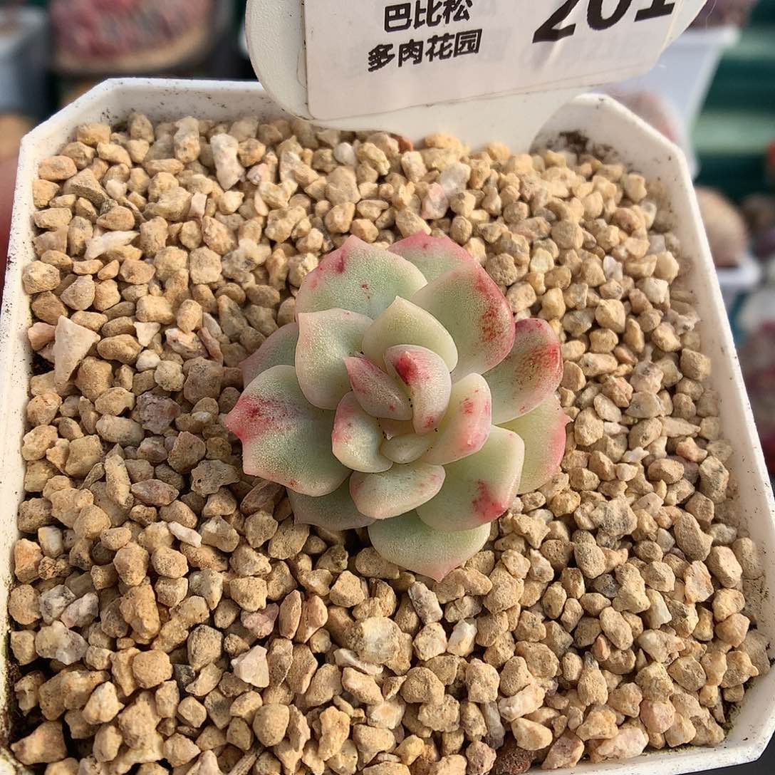 201单头冰魄石化多肉植物