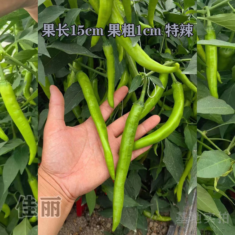 萧新佳丽杭椒辣椒籽大棚基地杂交品种羊角椒种子