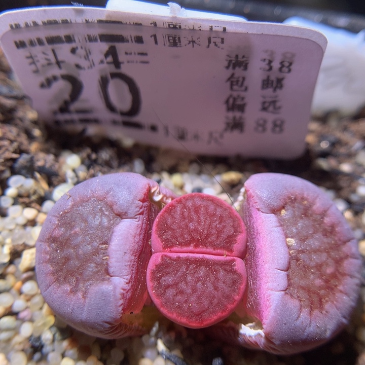 精品生石花34.20绝绝子