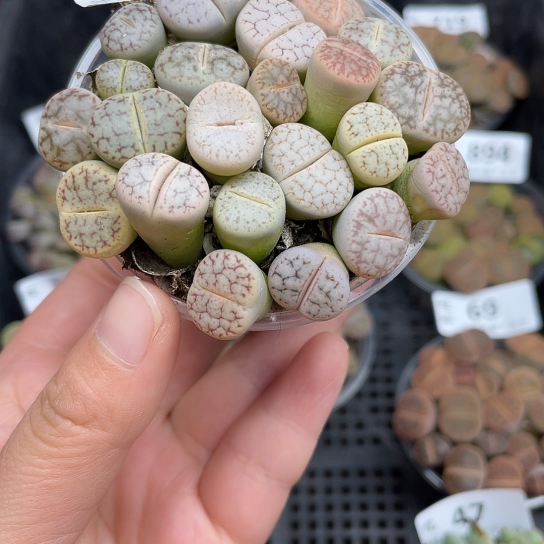 61000000花花花花花花鼓励