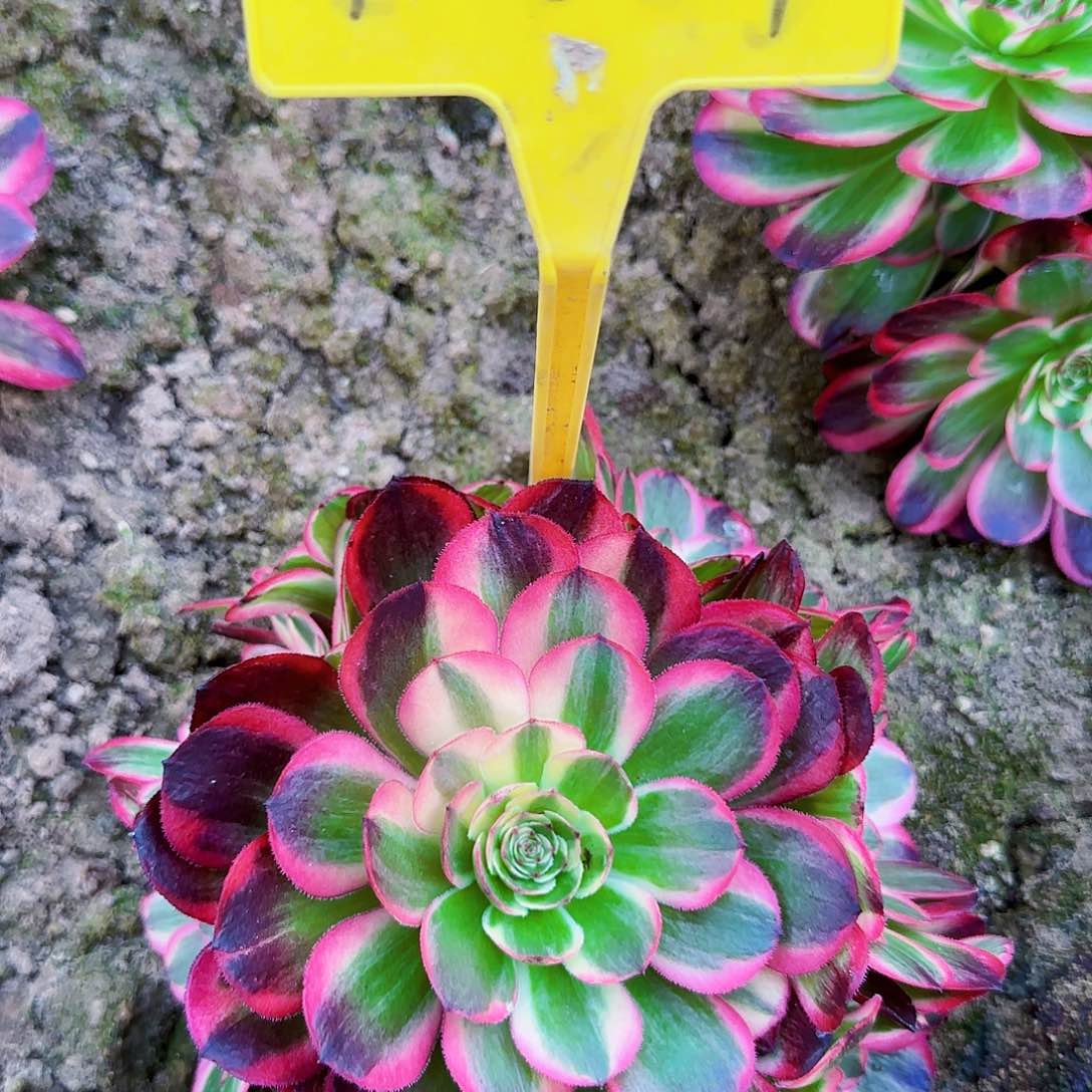 4-854-+-多头多肉植物