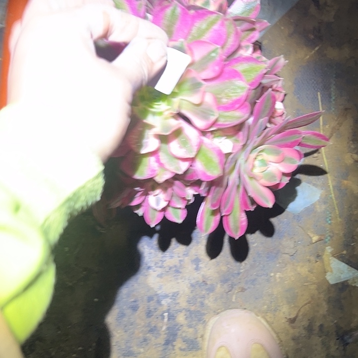 多肉法师植物链接729