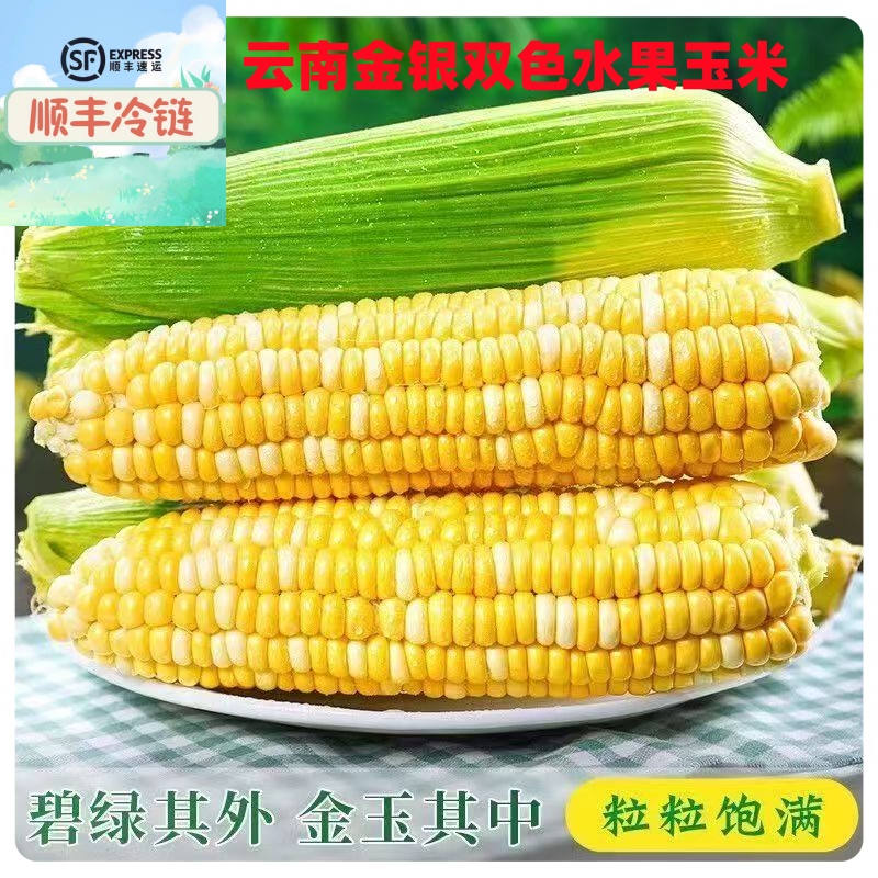 【顺丰冷链发货】云南当季新鲜金银双色水果甜玉米农家现摘水果玉米