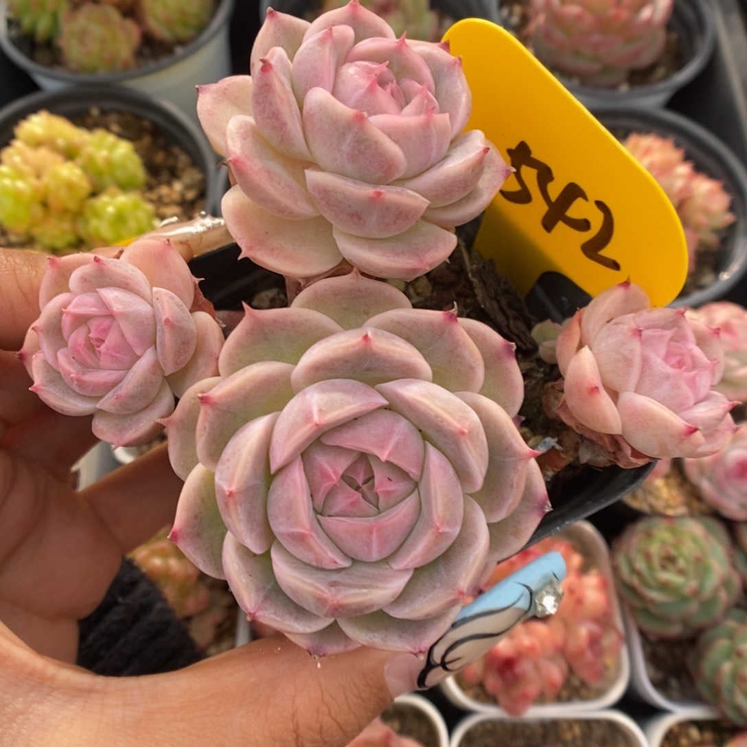白芷珍妮群生542号