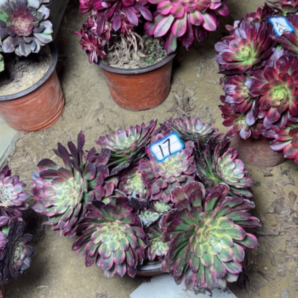 【闪购商品】多肉植物黑金刚17