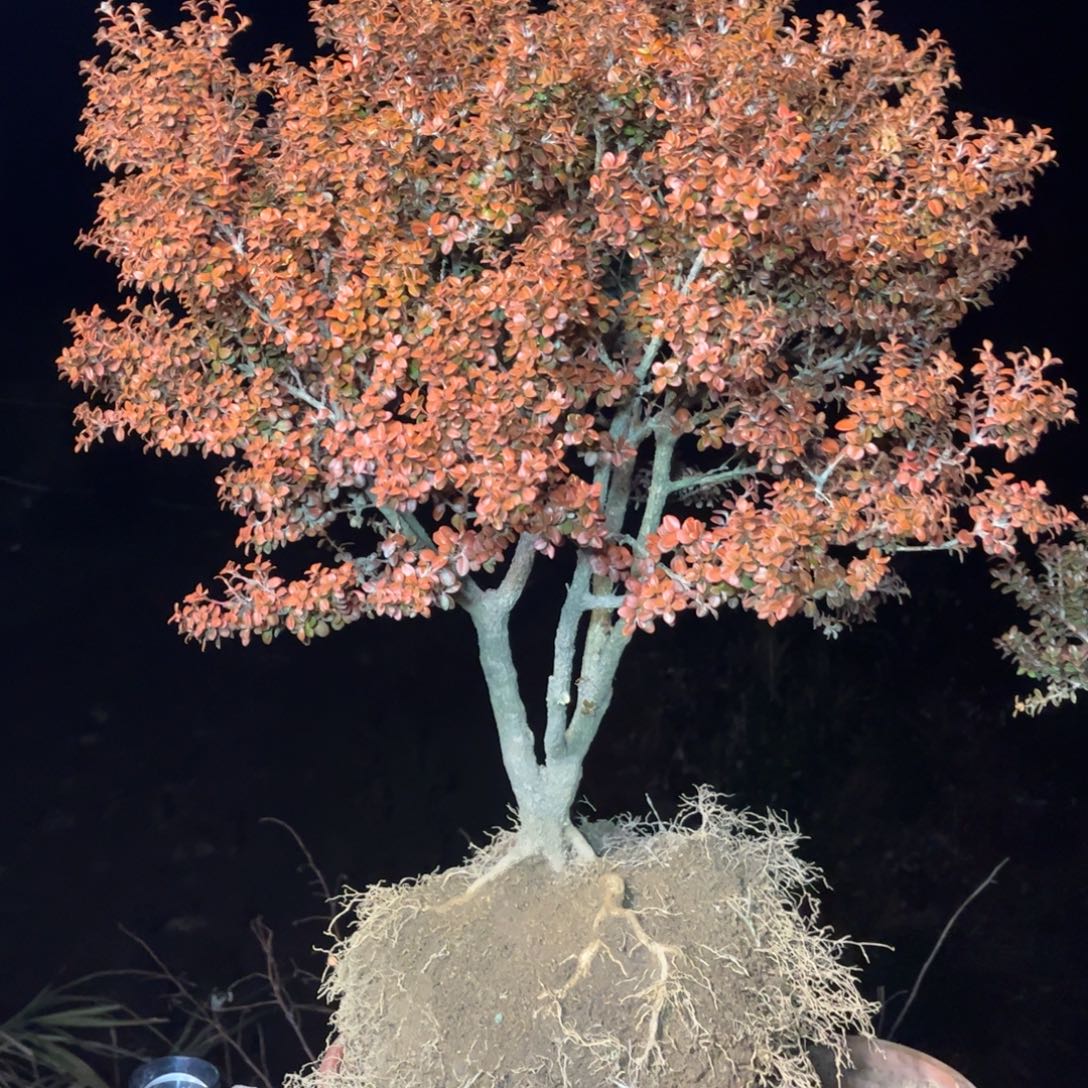 往***枫无花朵安徽珍珠黄杨