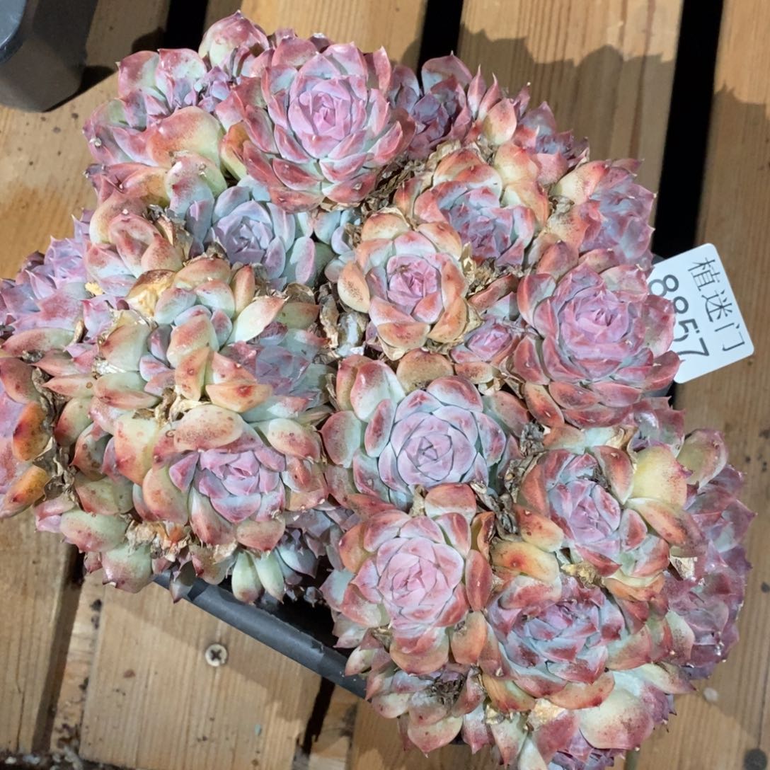 一***心不包整散掉头8857~18厘米