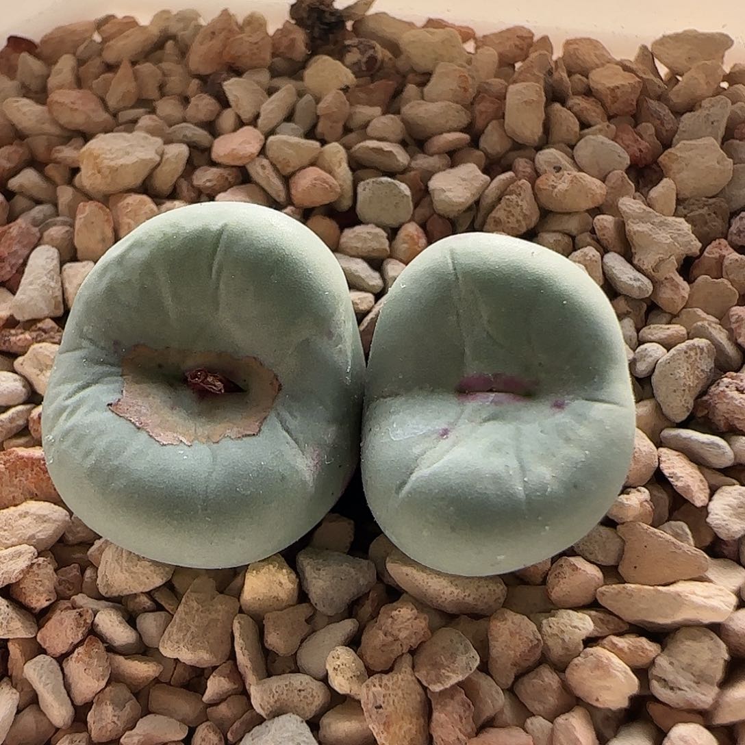 无花朵大型红嘴……..