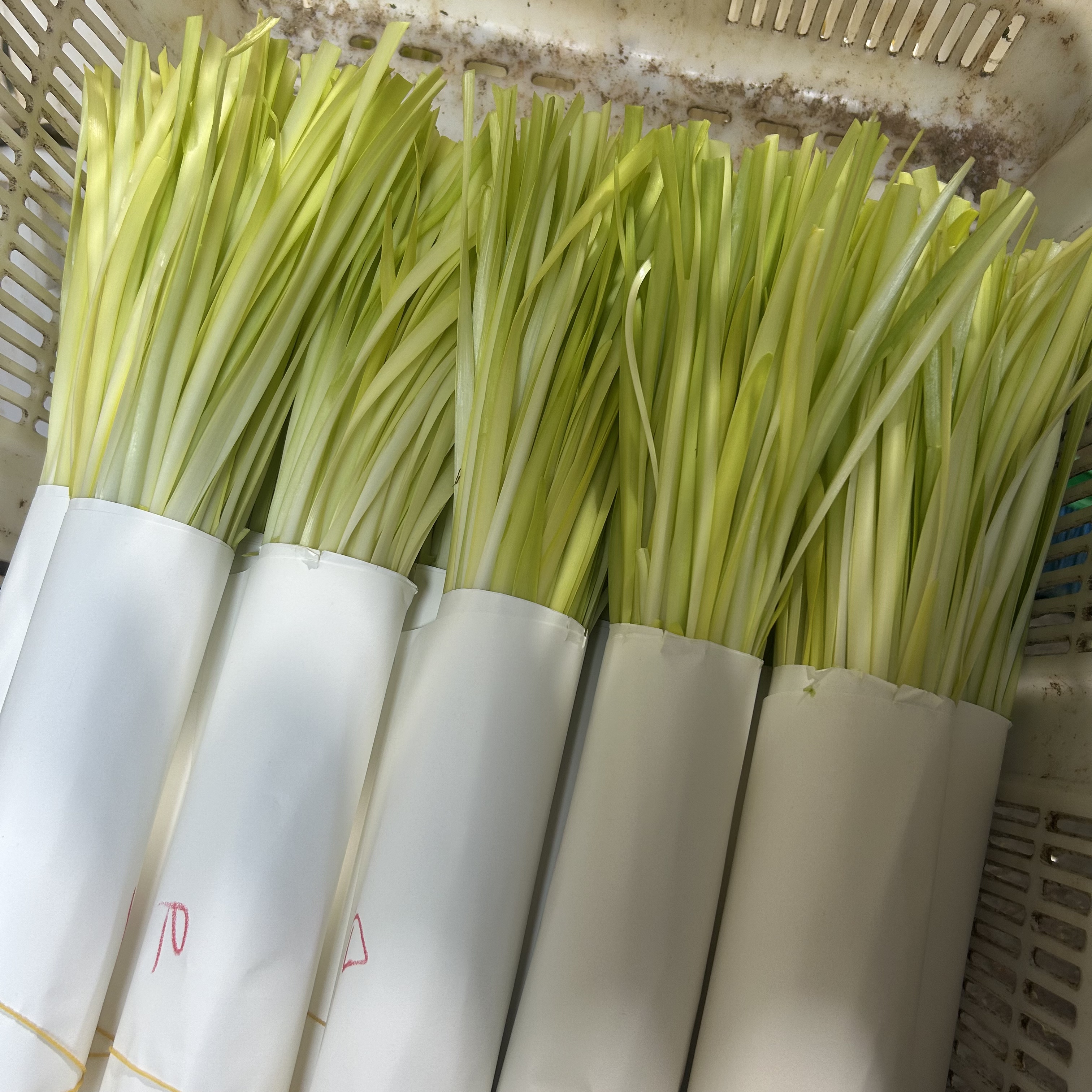 批发价划算 云南弥勒原产地新鲜宽叶韭黄鲜嫩可口酒店适用食材 