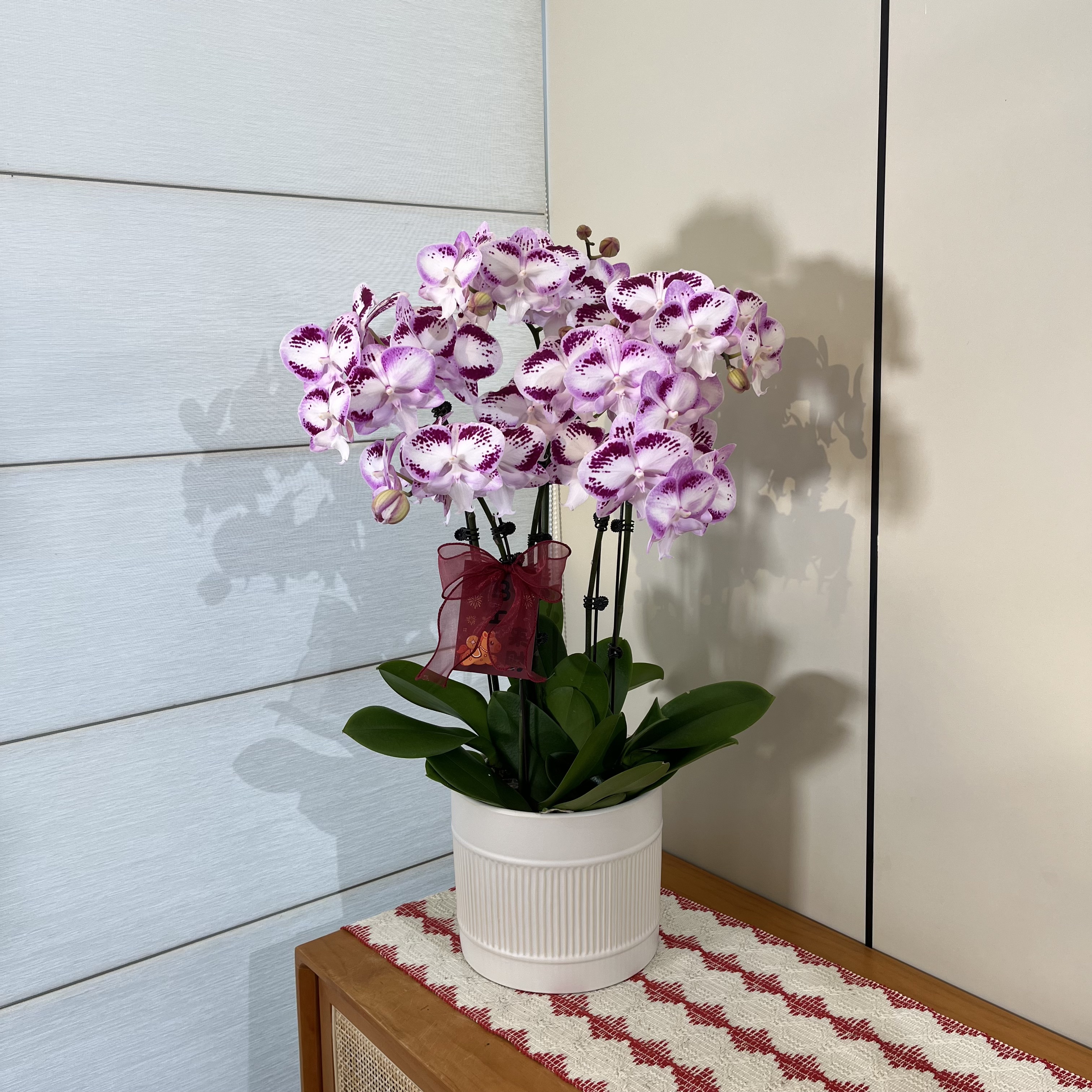 【詹姆斯罗格1代】贵气小众紫黑描边蝴蝶兰 室内高级桌面花卉