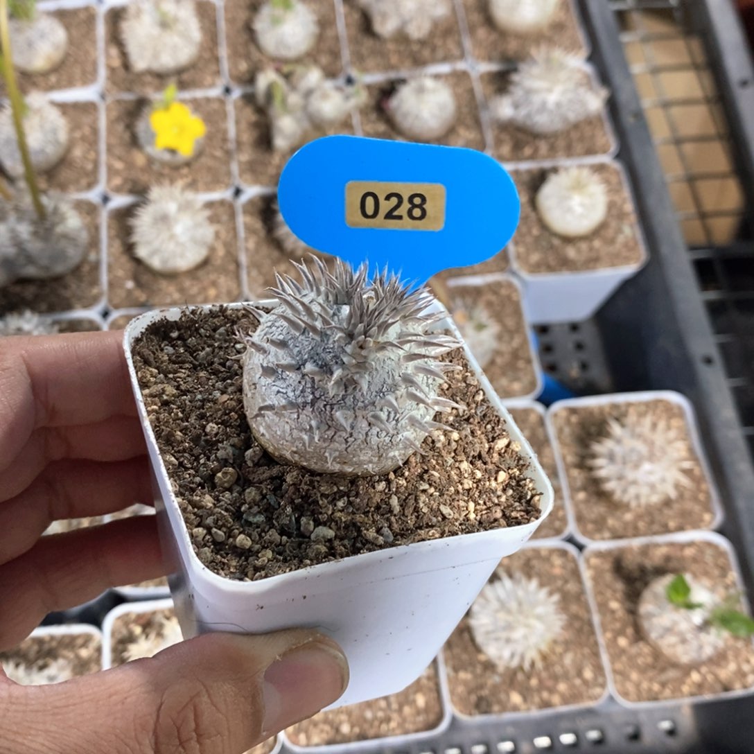 惠比大黑多肉植物