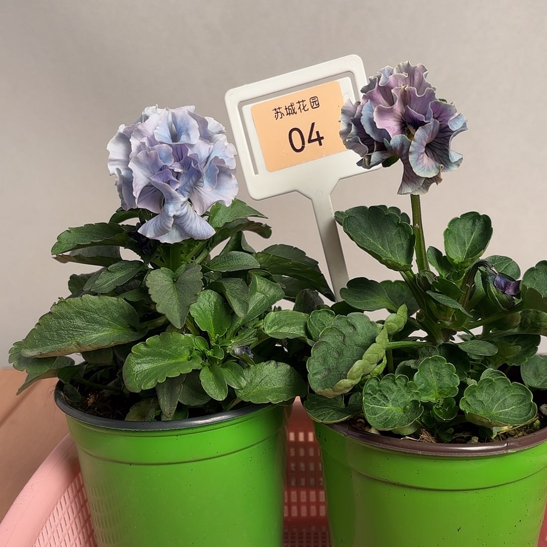 大部分开放少量花苞04