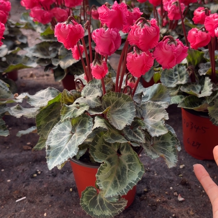 完全开放红色灯笼12口径