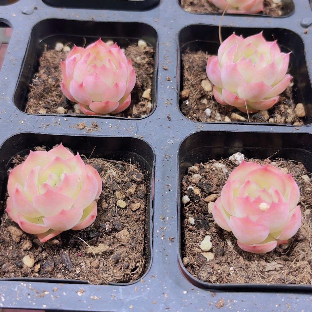 精品侧影多肉植物