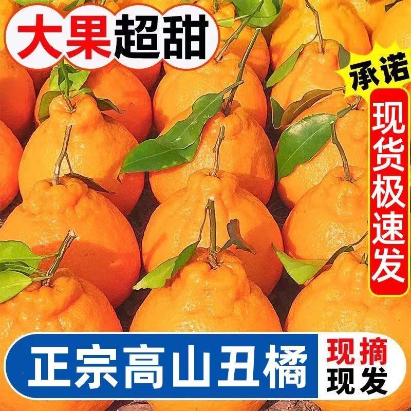 【新鲜】湖北高山丑橘新鲜多汁应季水果个大饱满X