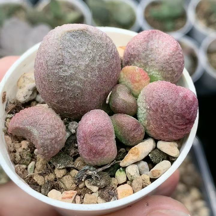 121红烧肉双头5厘米盆 多肉植物 水泡贵货多肉包邮