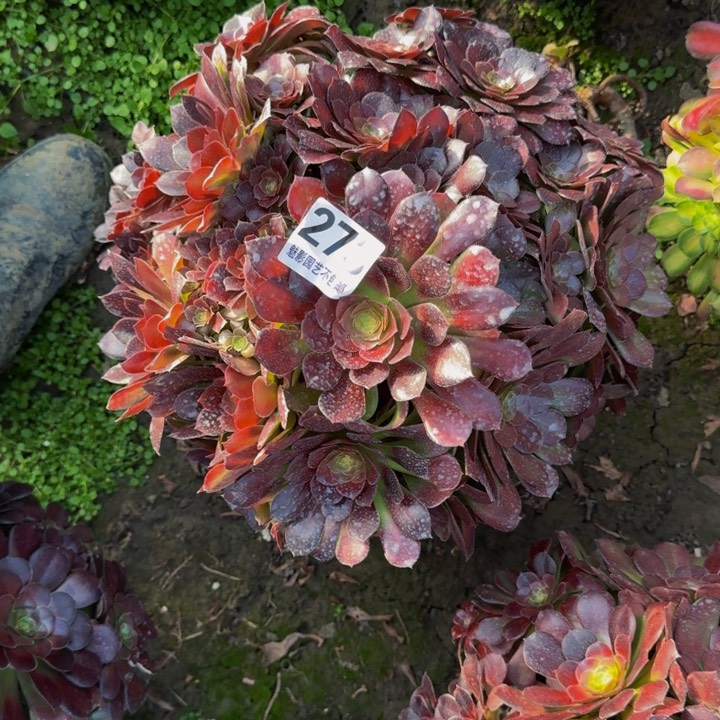 荷兰玫瑰27-24包邮花花