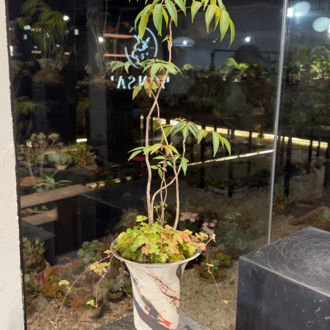 全部花朵山野草手作盆