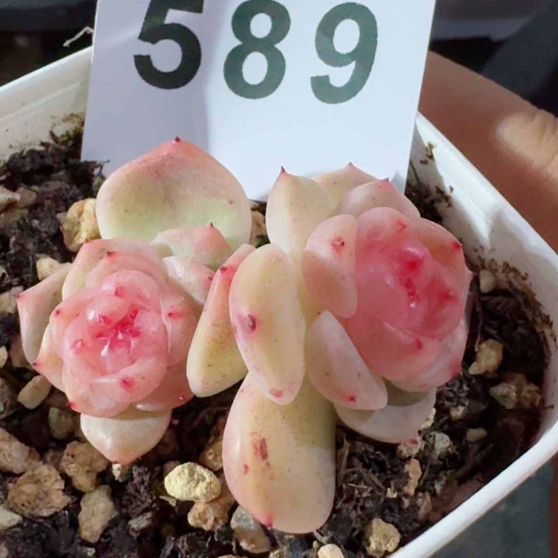 甜心         精品多肉