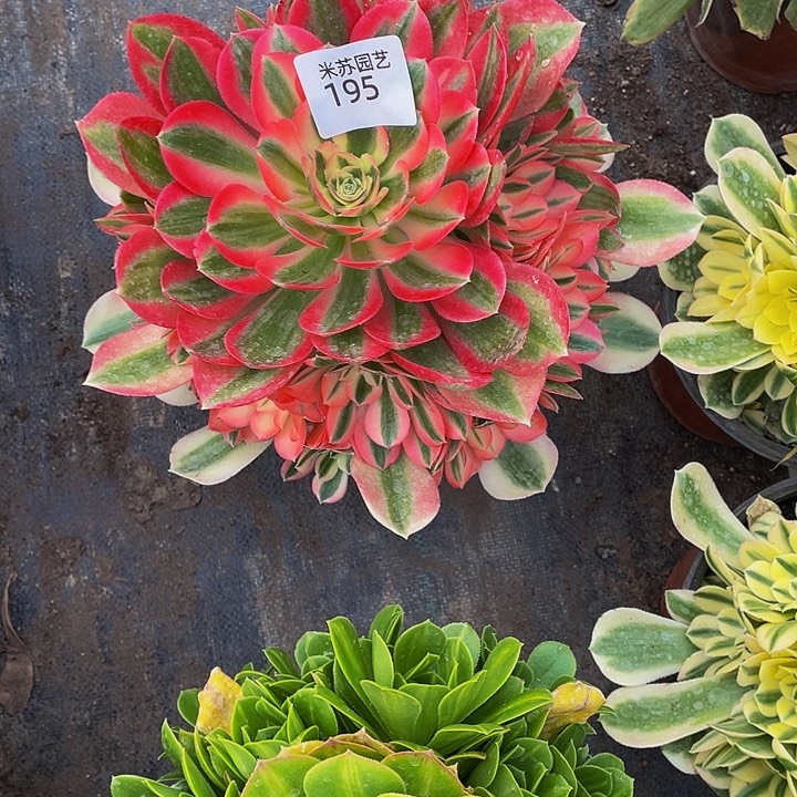 快***天195多肉植物的生长