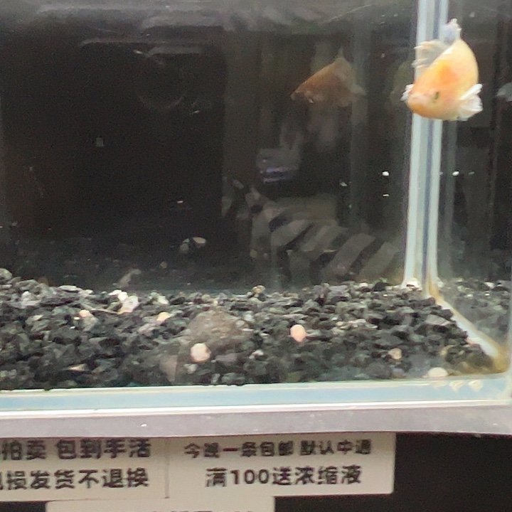 斗鱼竞拍跑单拉黑3日