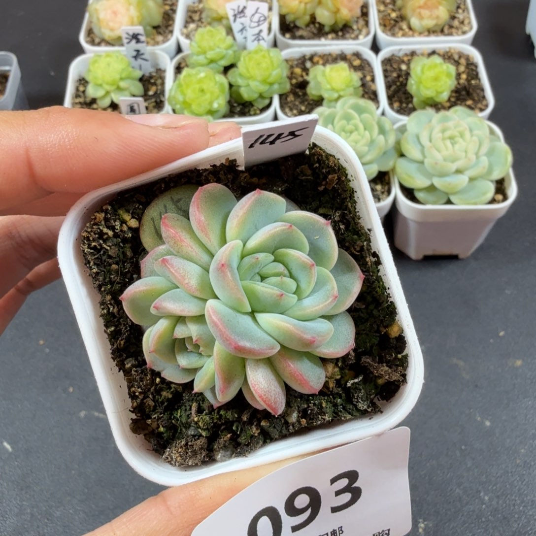 甜心145双头一物一拍093