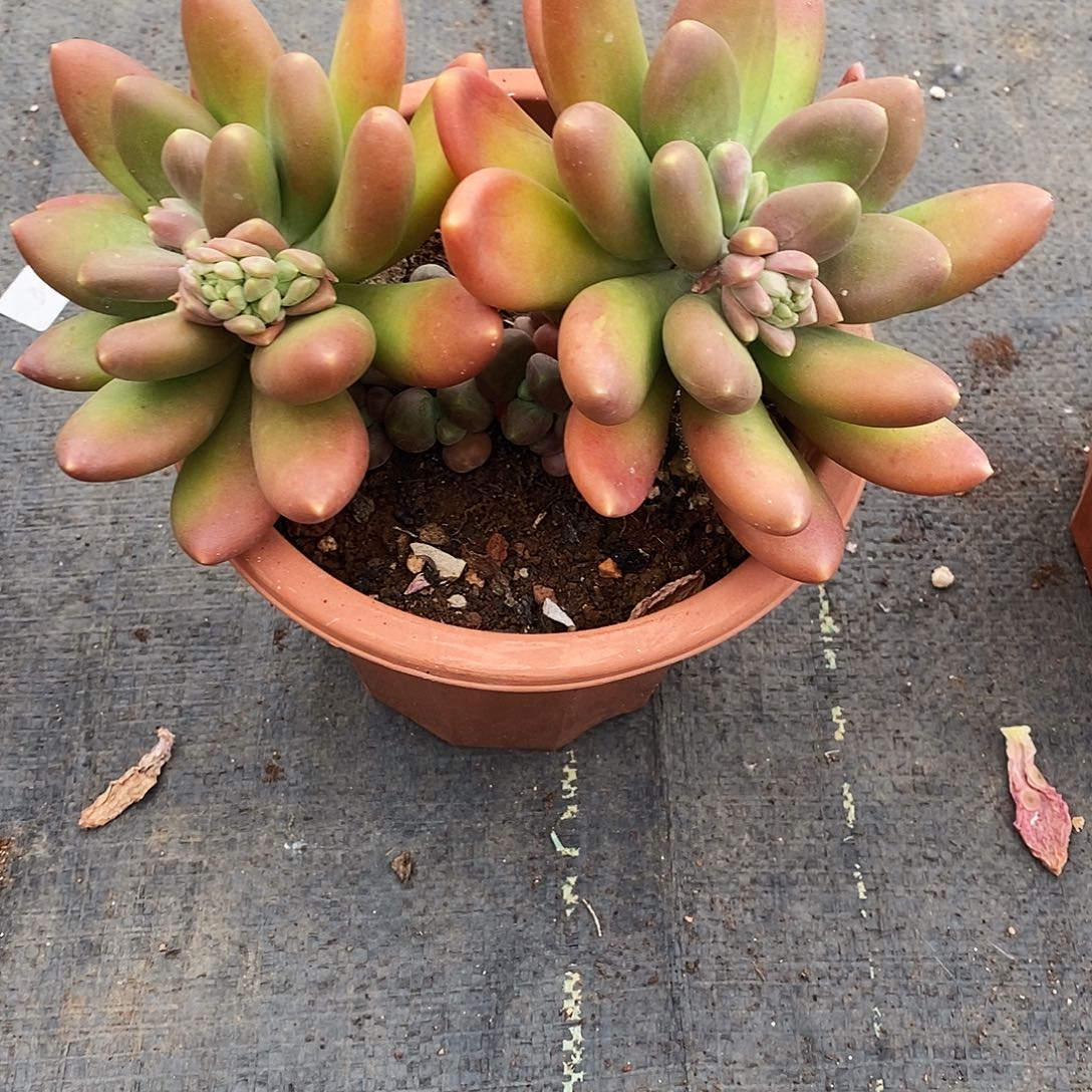 她****～多肉植物非常福利金蝉12