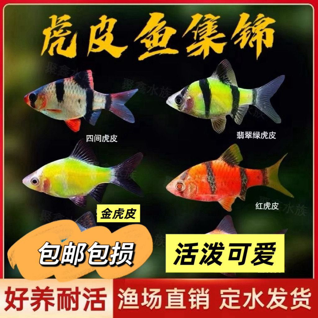 虎皮四间青苹果新手热带鱼好养荧光热带鱼绿小型观赏鱼淡水游鱼
