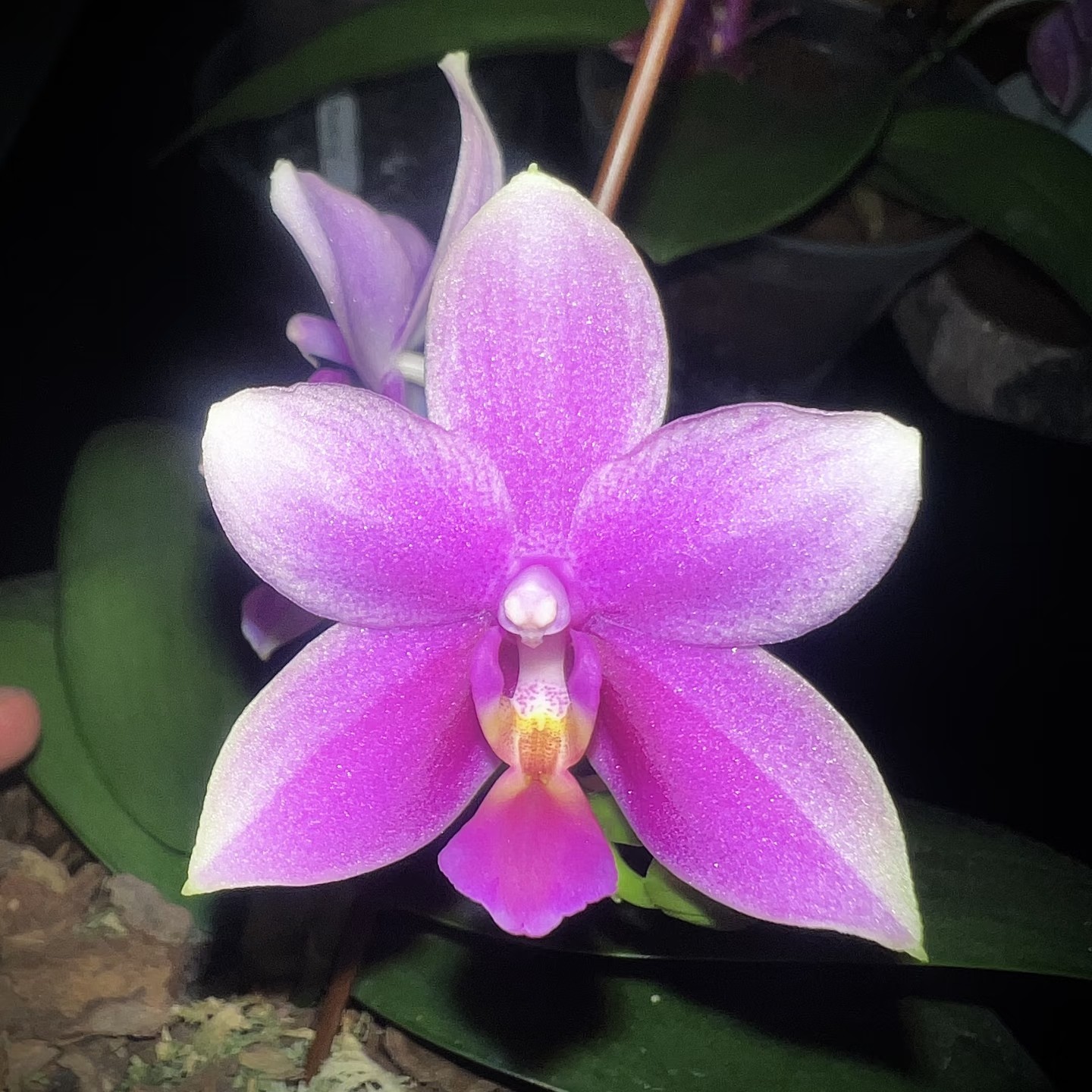 香奈儿 2.5寸实生苗 微瑕少根