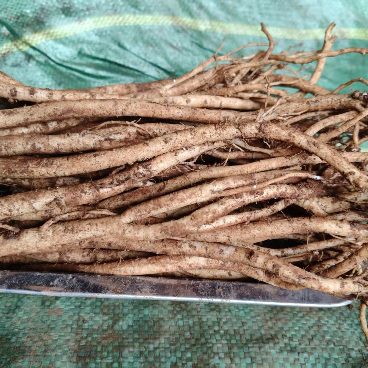 贵州威宁黄党参（鲜货特小条）500g