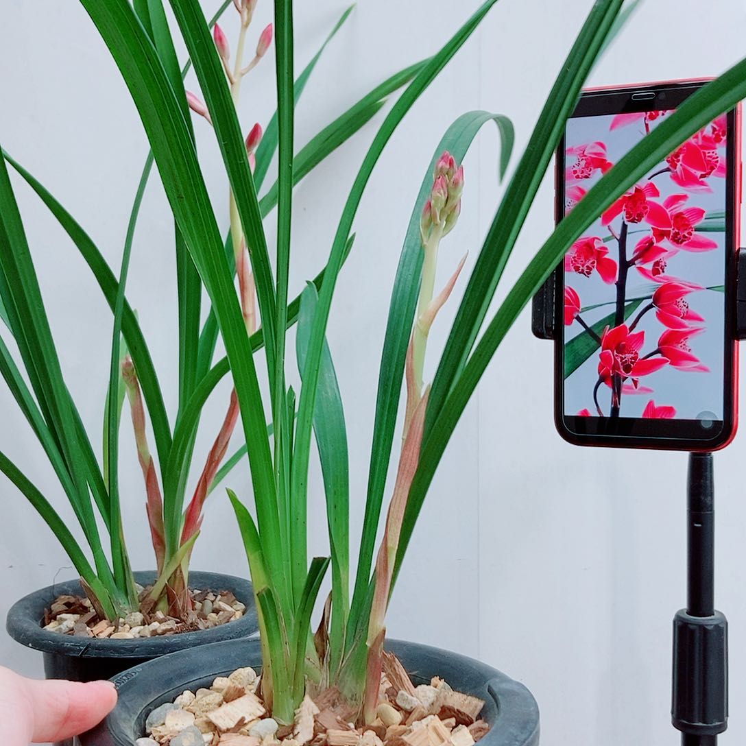 当前无花栽培后可以开花