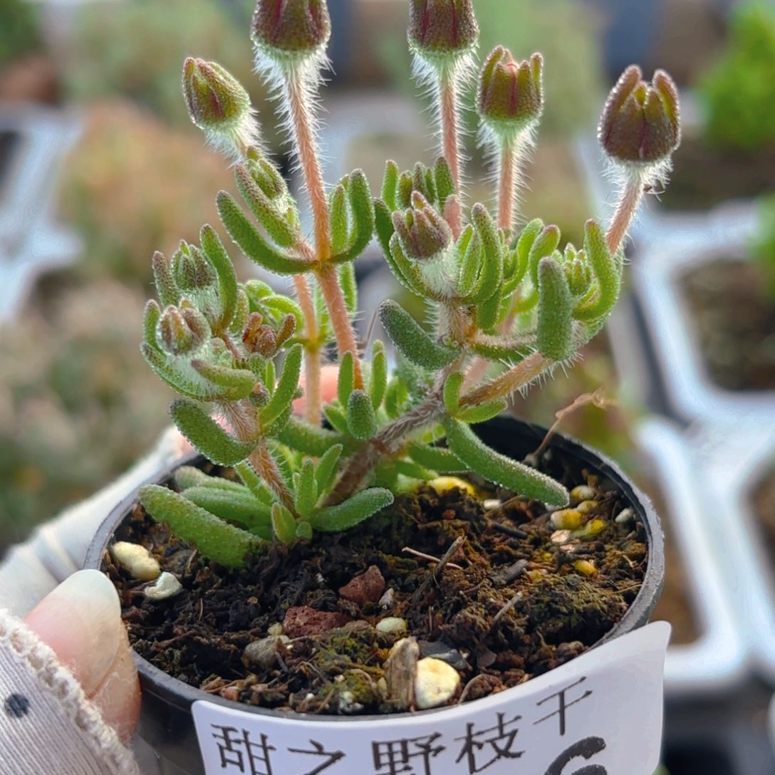 狐尾396。         