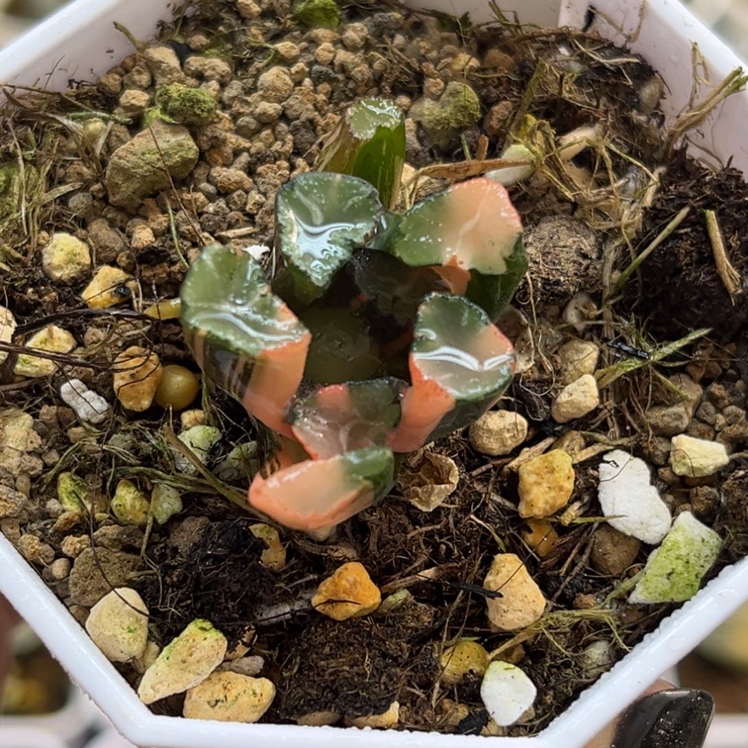 31蜘蛛之巢万象锦（根不好介意勿拍）福利专场