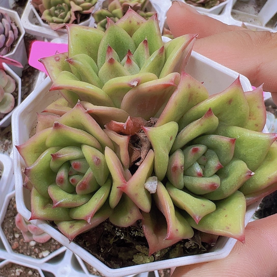 蔷薇群19包邮多肉植物