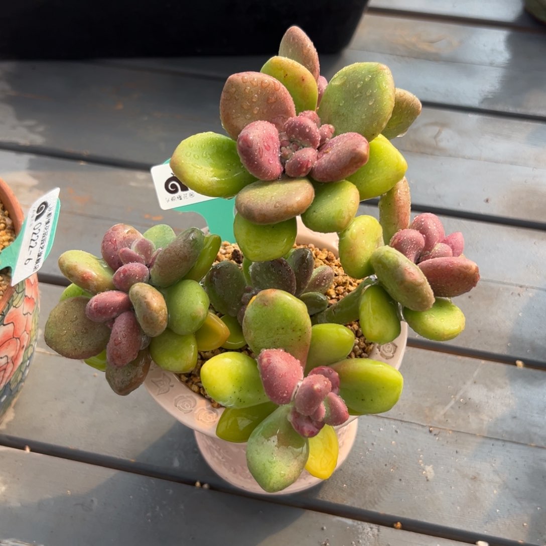 多肉一物一拍0222-7