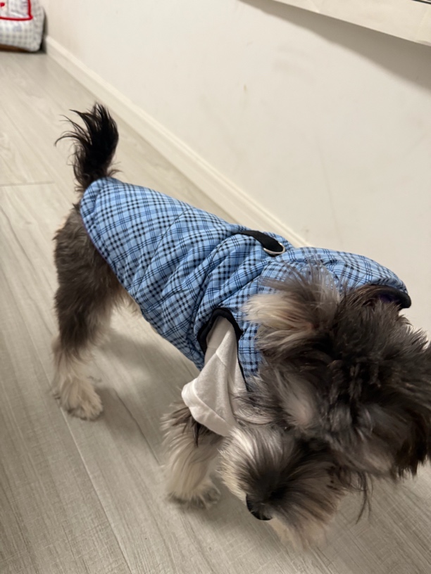 宠物狗狗猫春夏新款日韩风可牵引华夫格背心衣服两单飞