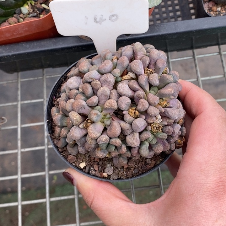 伯克利和格蕾纳等著名音乐家