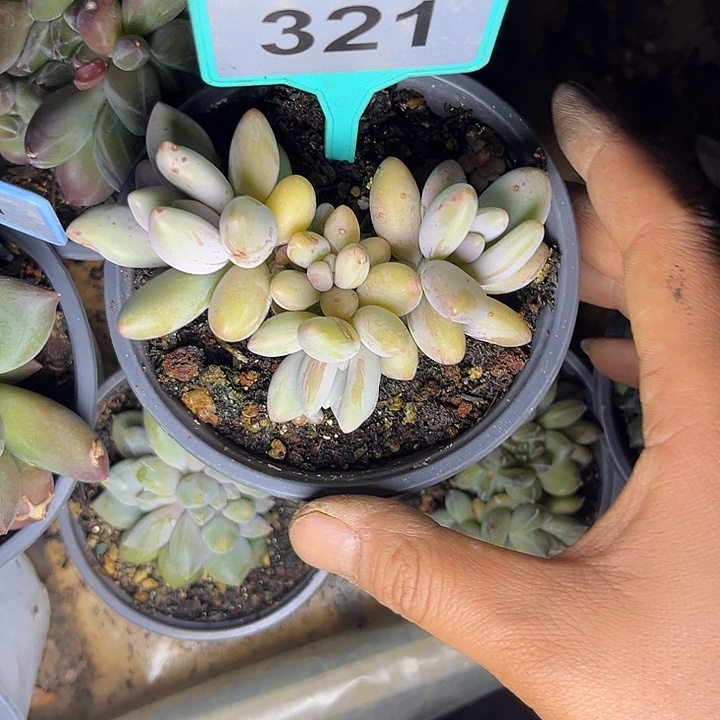 多肉植物白兰迪321