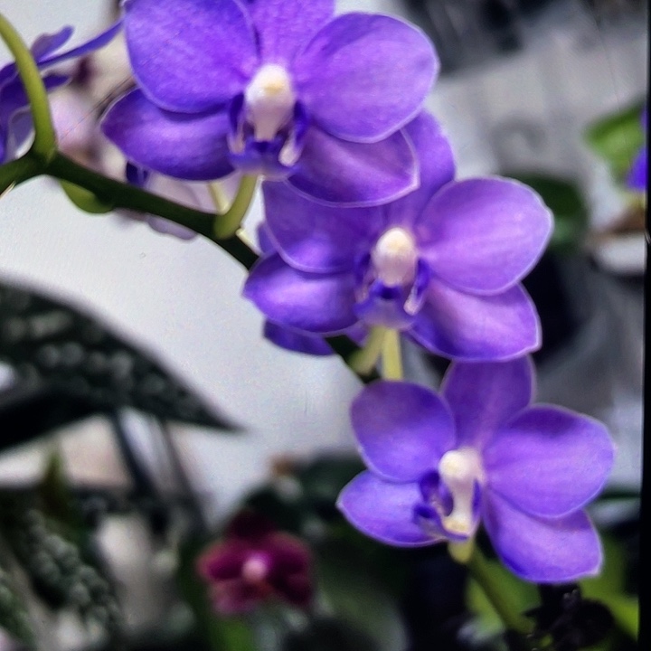 当前无花栽培后可以开花紫玉铃铛