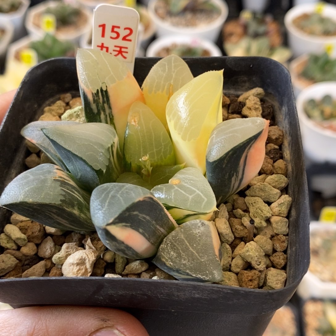 152号实生克锦多肉