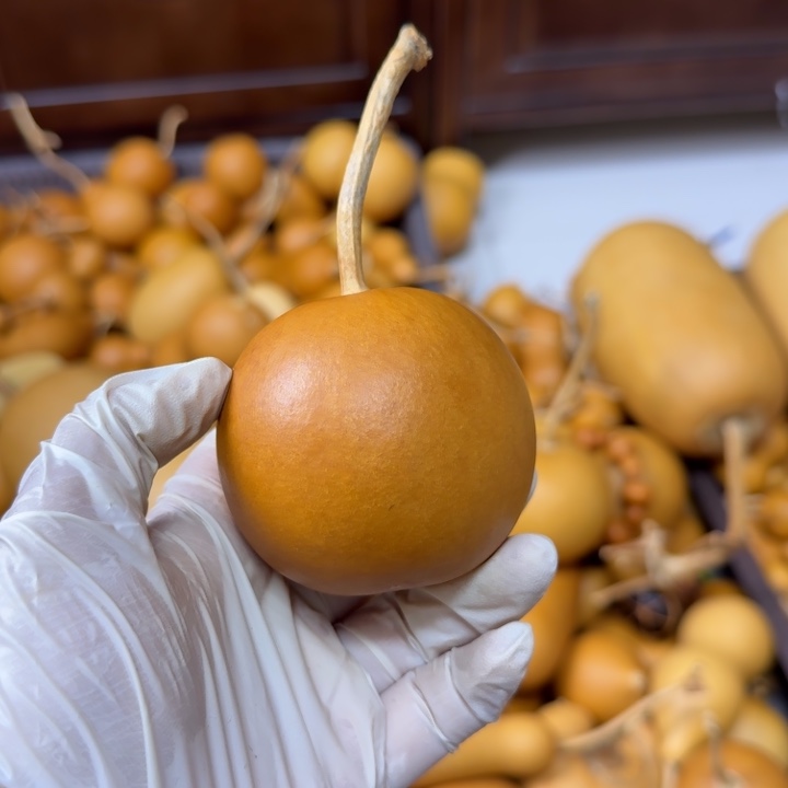 ****a竹类老皮苹果葫芦